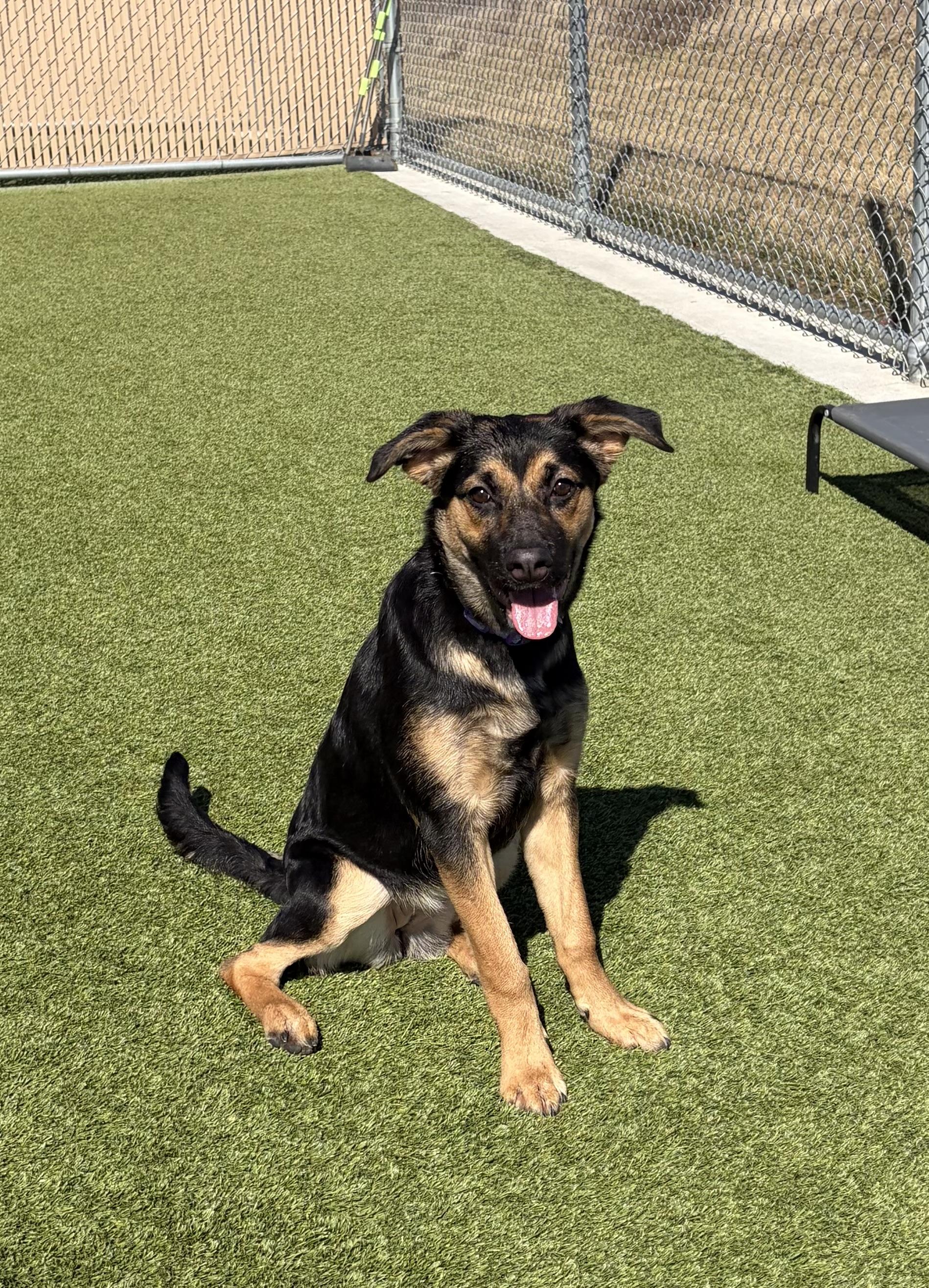 Aurora, an adopted mixed breed in Liberty, MO image 1/6