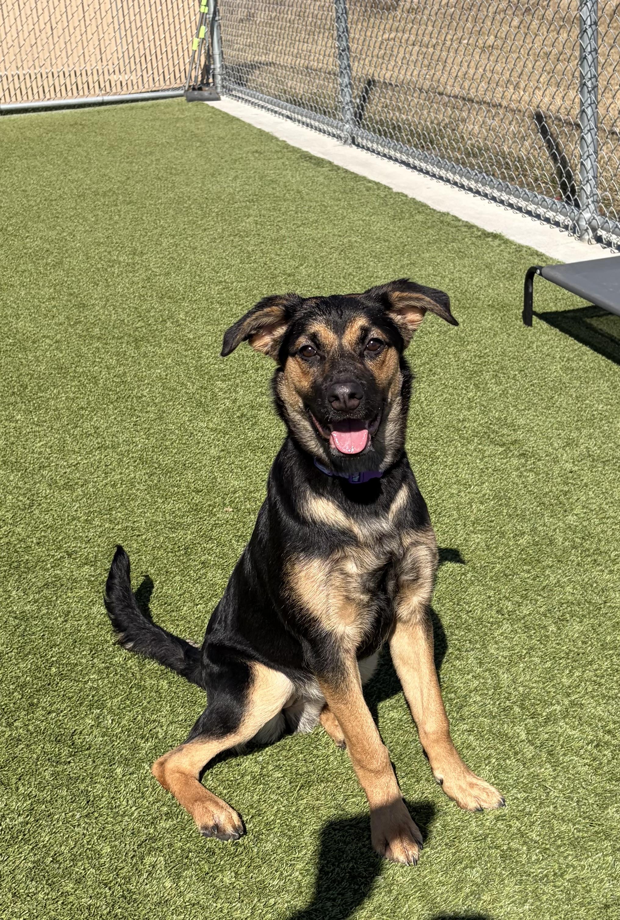 Aurora, an adopted mixed breed in Liberty, MO image 5/6