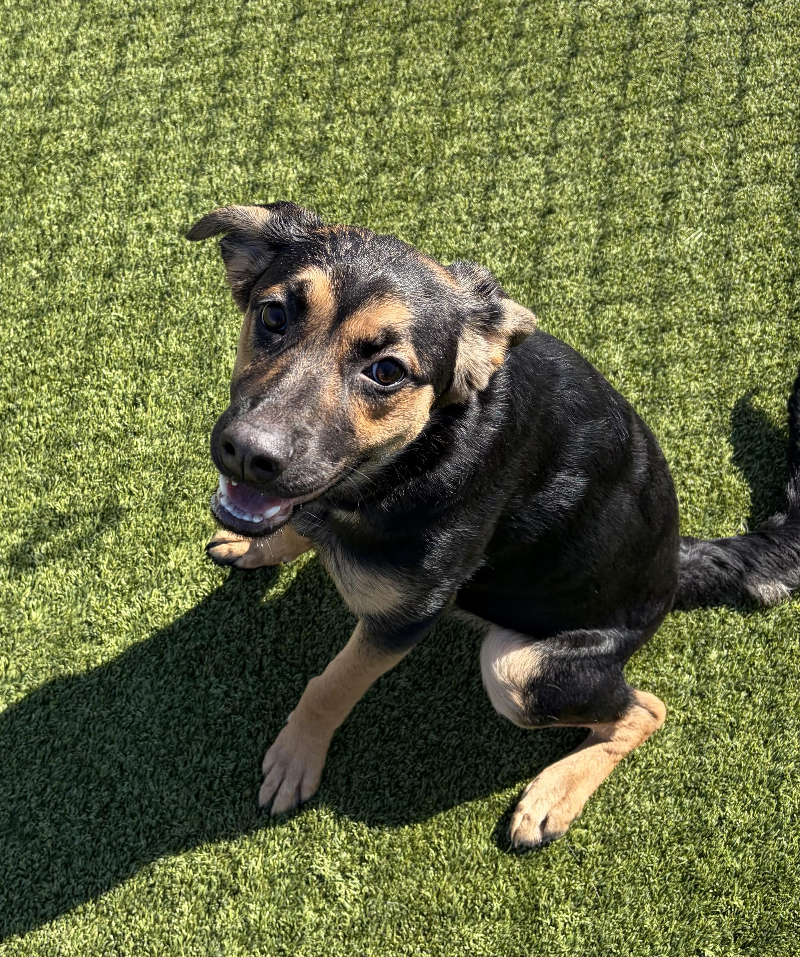 Aurora, an adopted mixed breed in Liberty, MO image 4/6