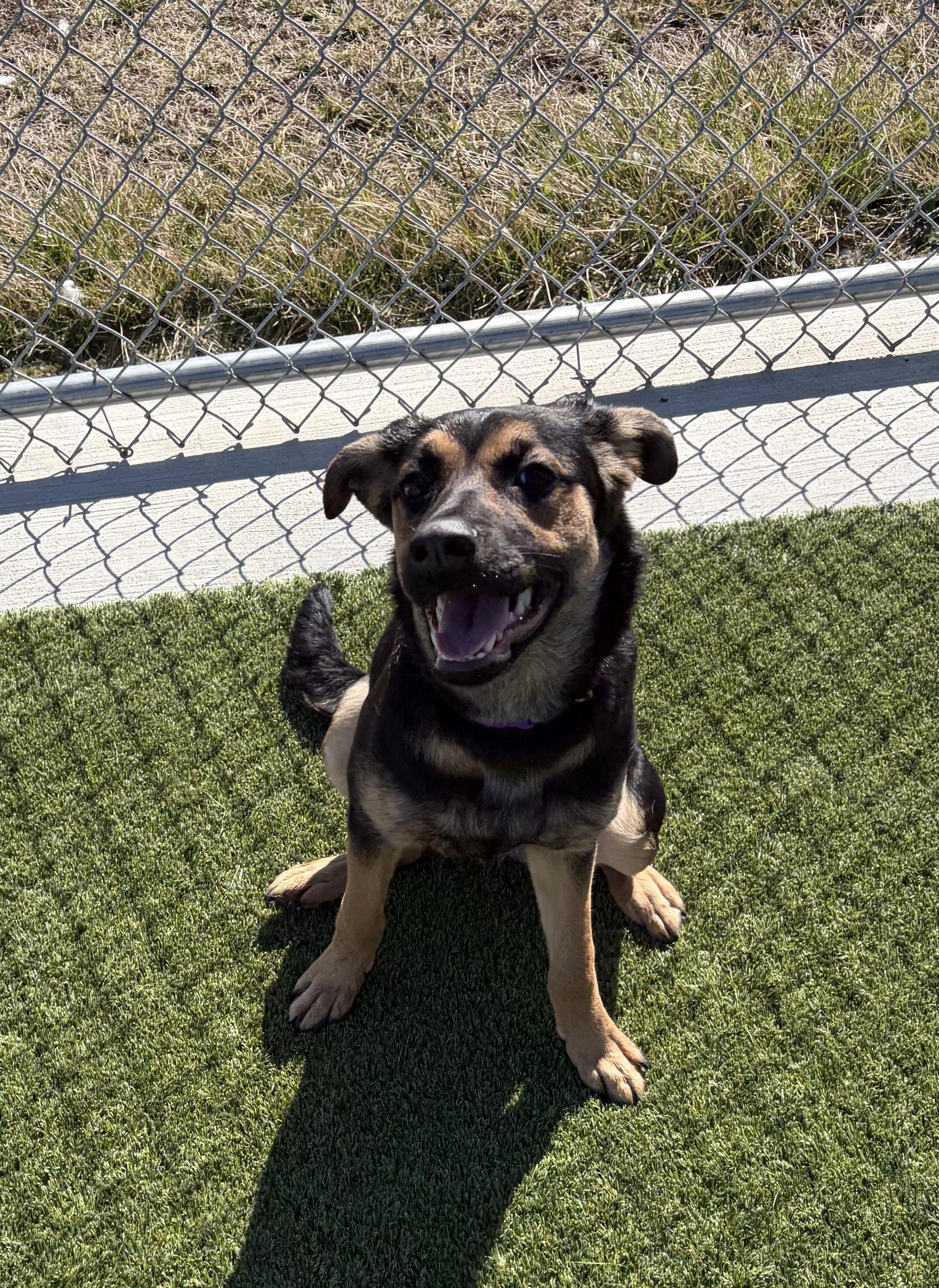 Aurora, an adopted mixed breed in Liberty, MO image 3/6