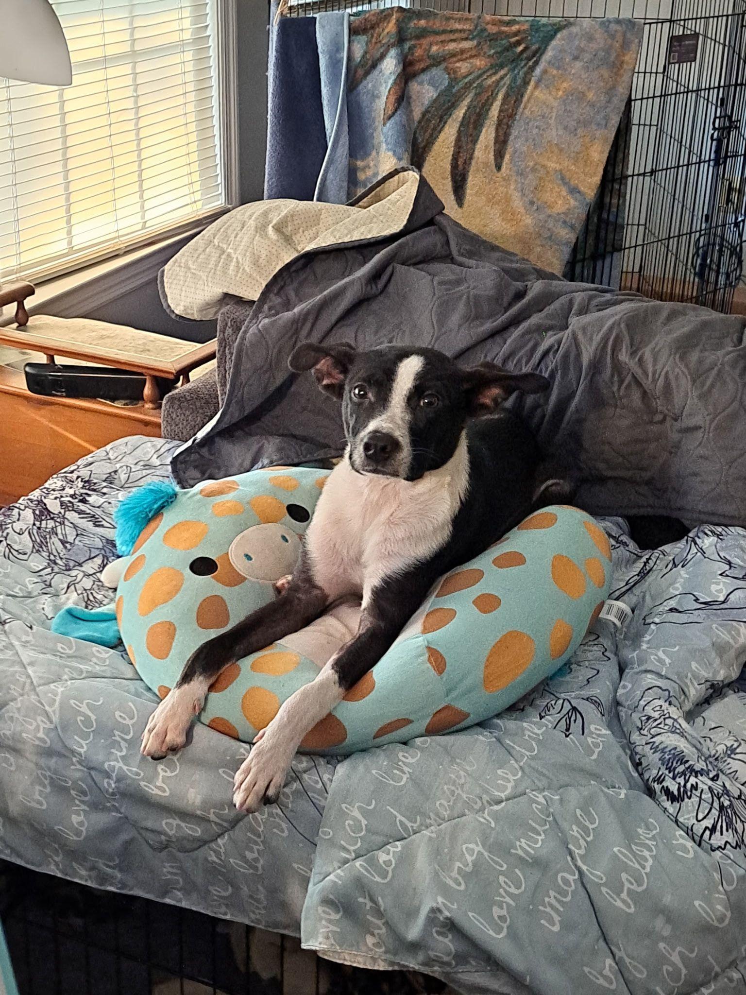 Tux (Baker), a ADOPTABLE mixed breed in Jesup, GA image 2/5