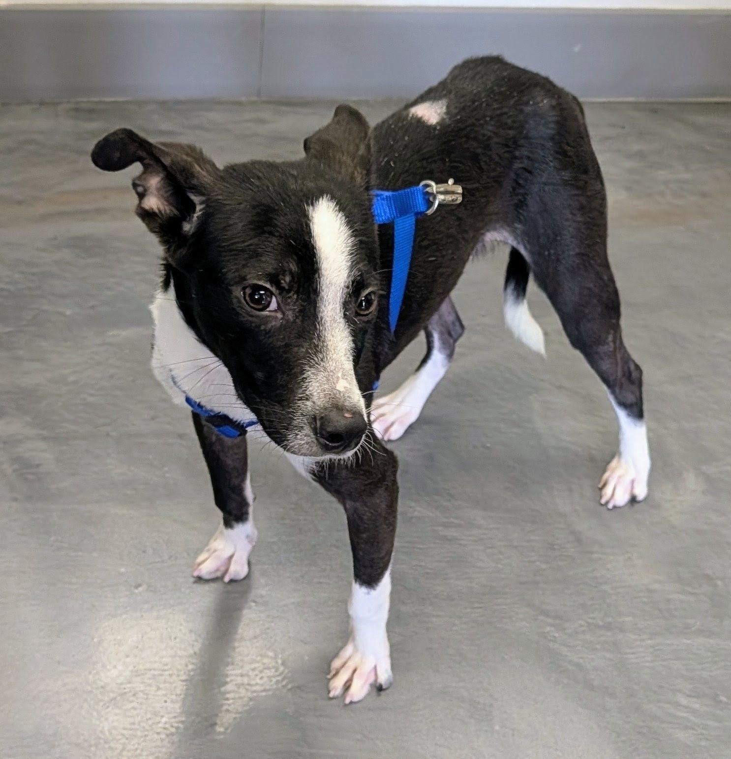 Tux (Baker), a ADOPTABLE mixed breed in Jesup, GA image 3/5
