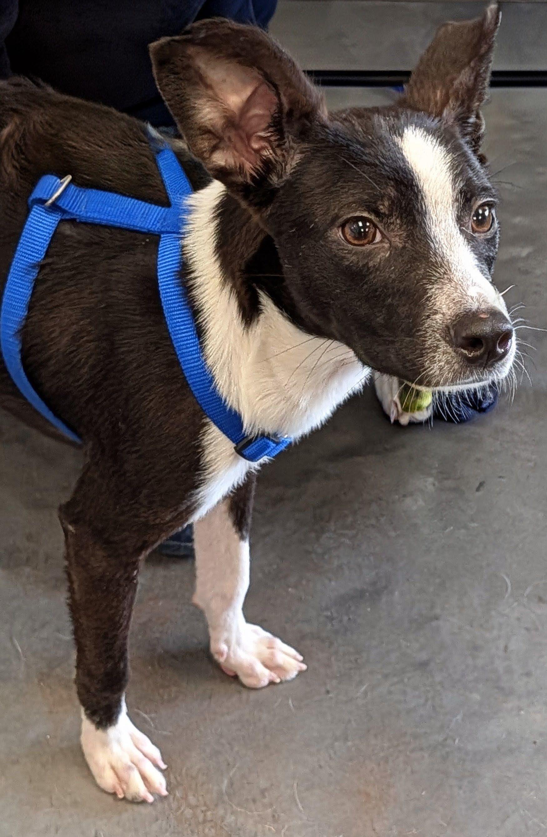 Tux (Baker), a ADOPTABLE mixed breed in Jesup, GA image 5/5