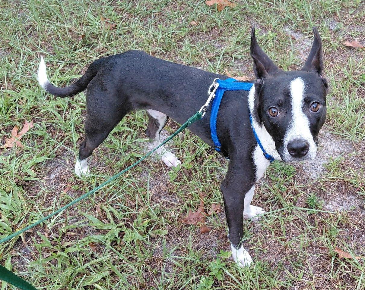 Tux (Baker), ADOPTABLE, Puppy Male Terrier & Toy Manchester Terrier.