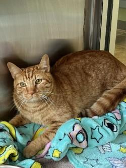 Tres, ADOPTABLE, Adult Male Domestic Short Hair.