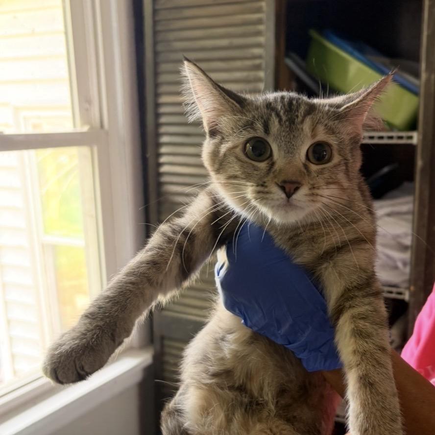 Enlarge Topaz **Off-Site Foster Home**, a Adoptable Domestic Short Hair in Troy, IL image 1/1