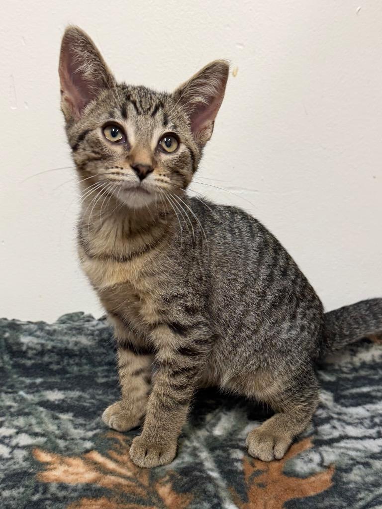Hansel, Adoptable, Kitten Male Domestic Short Hair.