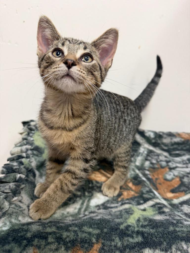 Enlarge Hansel, a Adoptable Domestic Short Hair in Amery, WI image 2/2