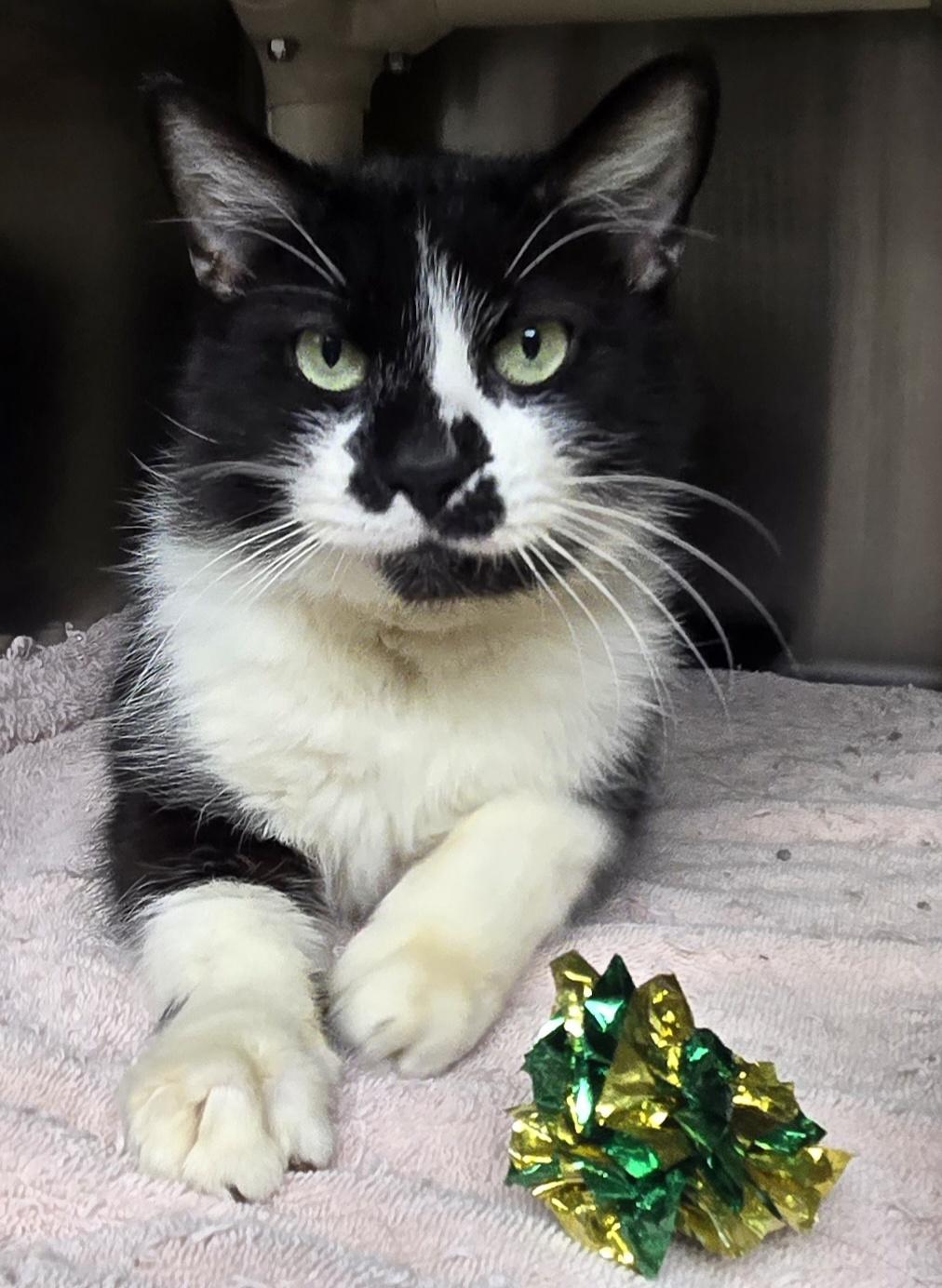 Maverick, ADOPTABLE, Adult Male Domestic Short Hair.