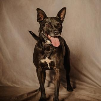 Marge, a Adoptable mixed breed in Lubbock, TX image 4/6