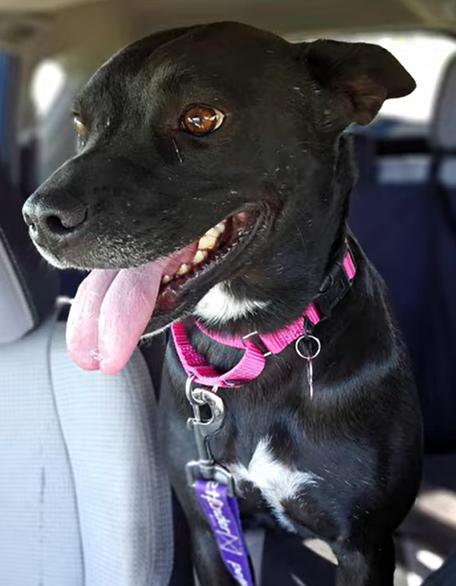 Marge, a Adoptable mixed breed in Lubbock, TX image 2/6