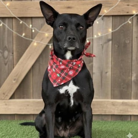 Marge, a Adoptable mixed breed in Lubbock, TX image 1/6