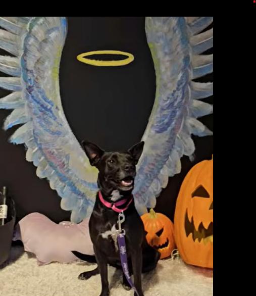 Marge, a Adoptable mixed breed in Lubbock, TX image 5/6