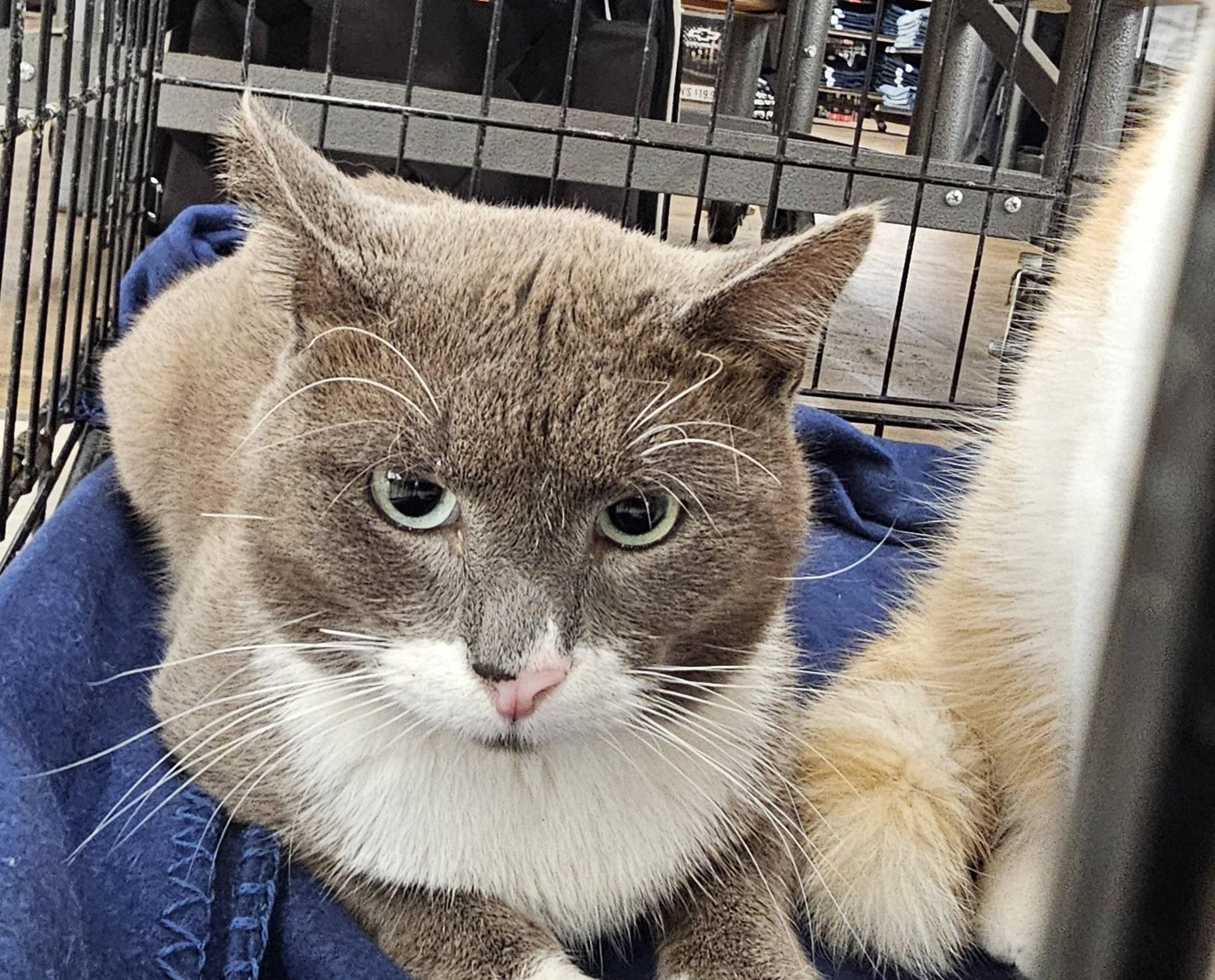 Spence, ADOPTABLE, Adult Male Domestic Medium Hair.