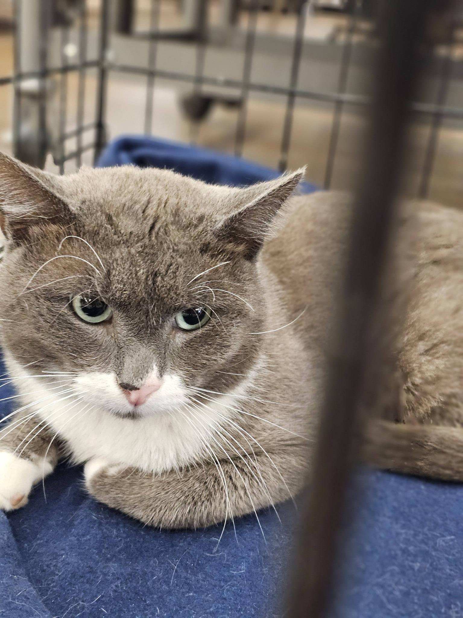 Spence, a ADOPTABLE Domestic Medium Hair in Fort Payne, AL image 2/5