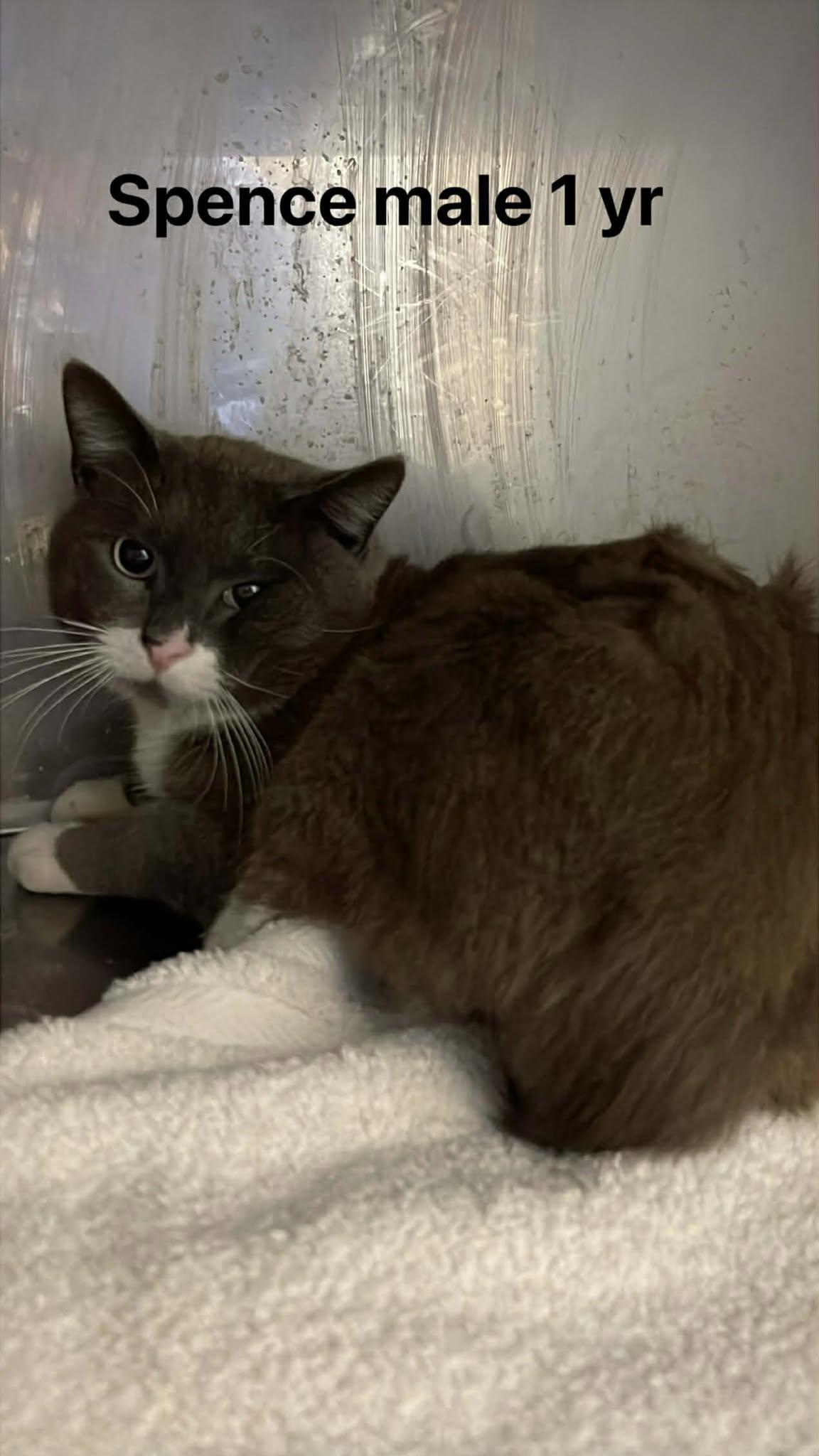 Spence, a ADOPTABLE Domestic Medium Hair in Fort Payne, AL image 3/5