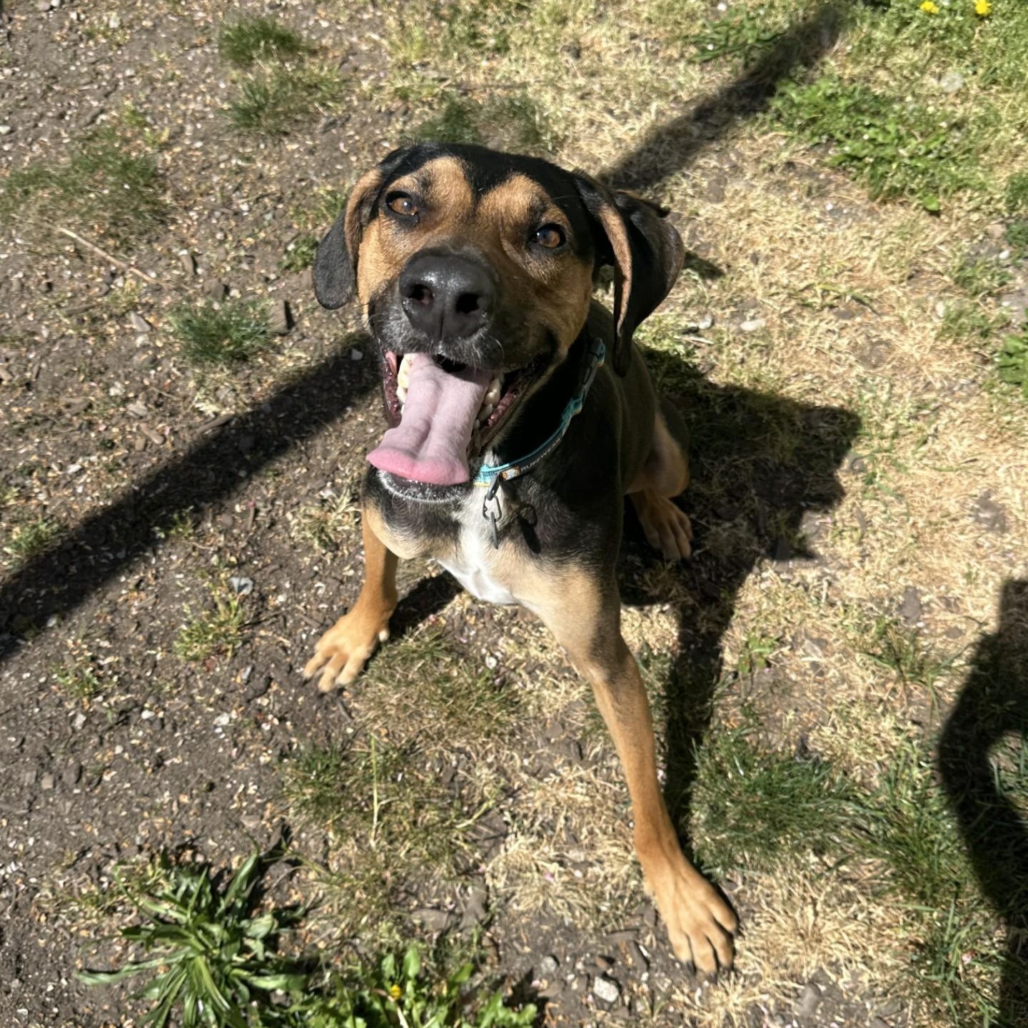 Emilio, Adoptable, Adult Male Hound.