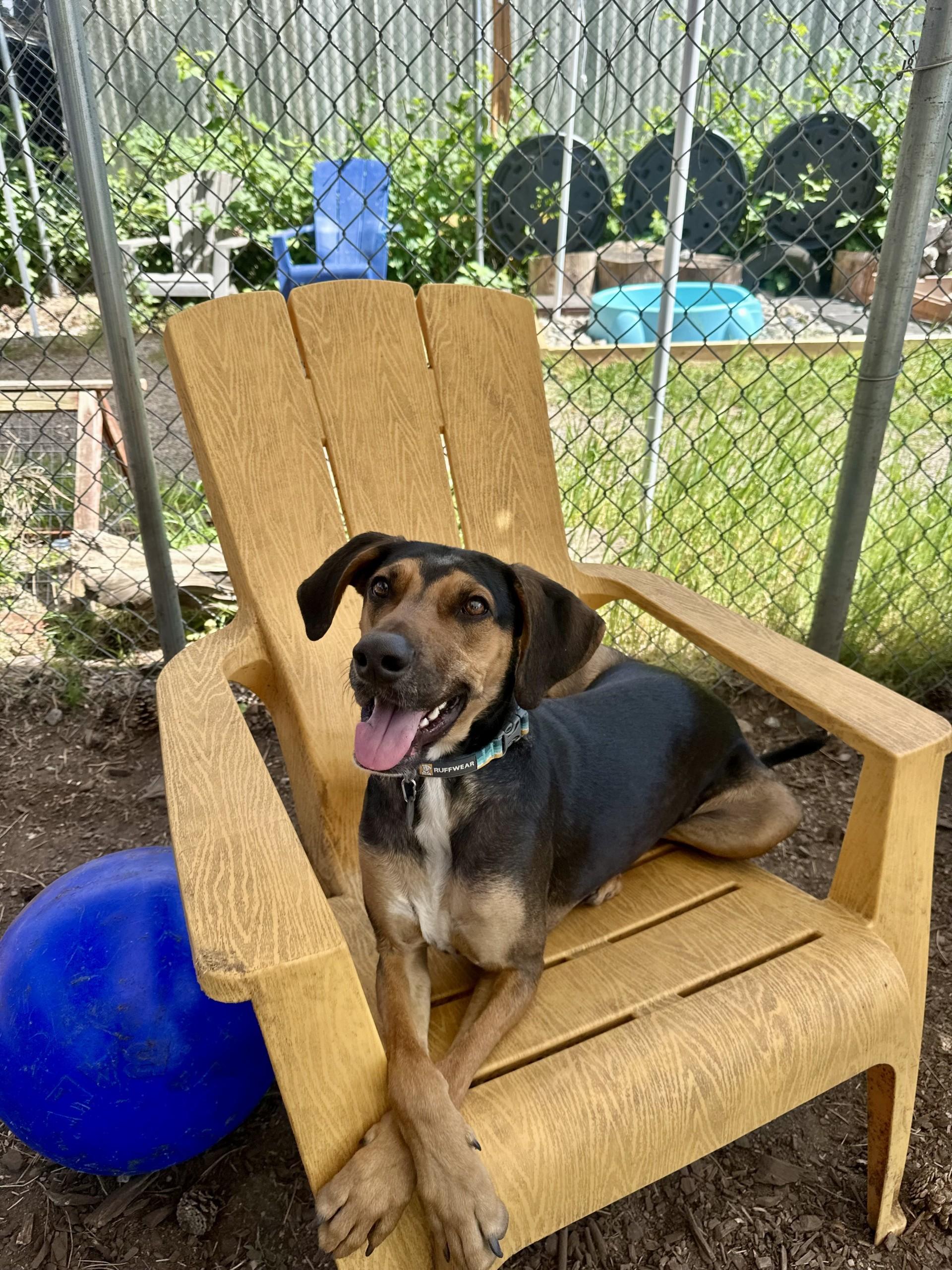 Emilio, Adoptable, Adult Male Hound.