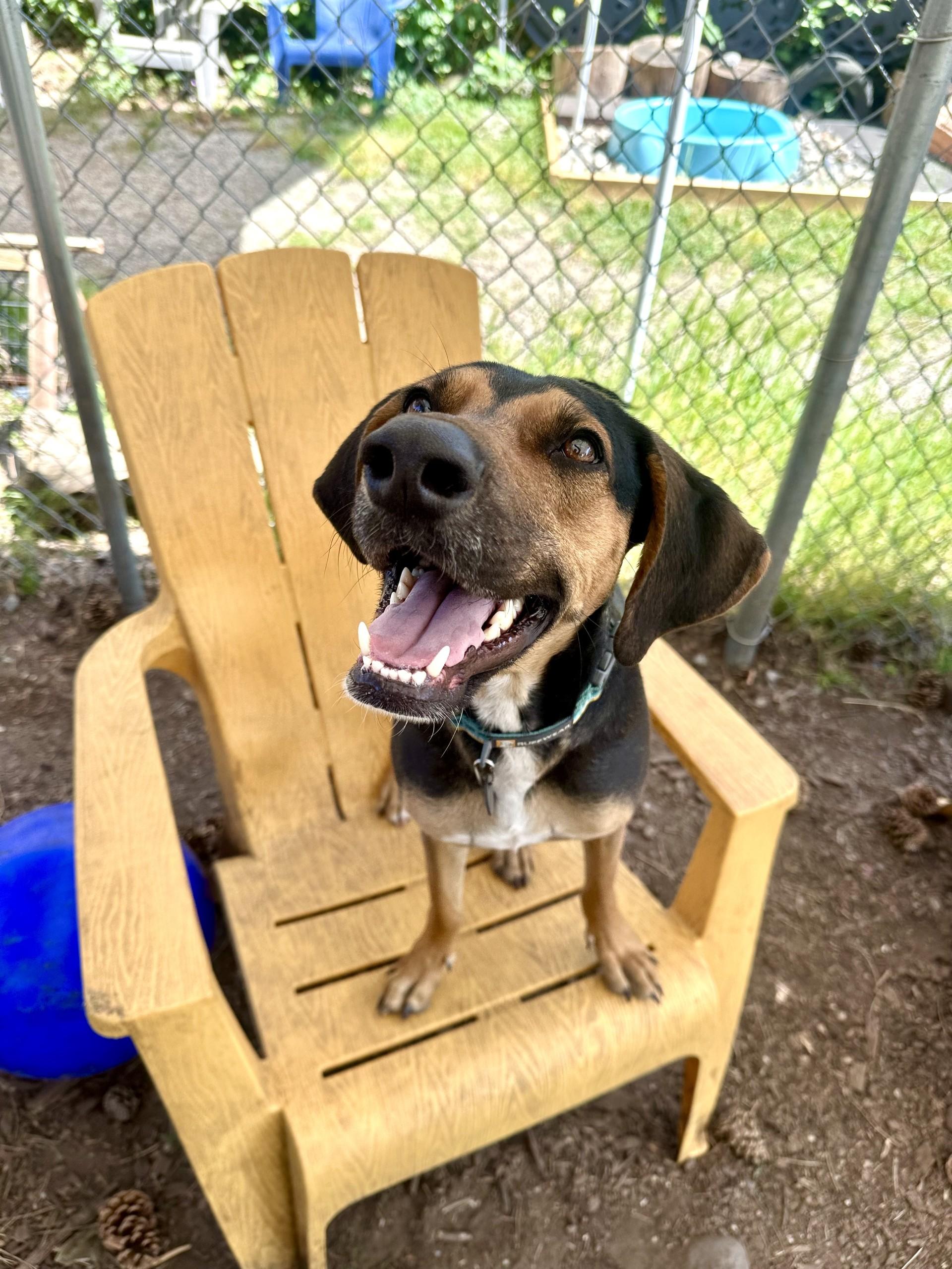 Emilio, a Adoptable mixed breed in Vancouver, BC image 5/6