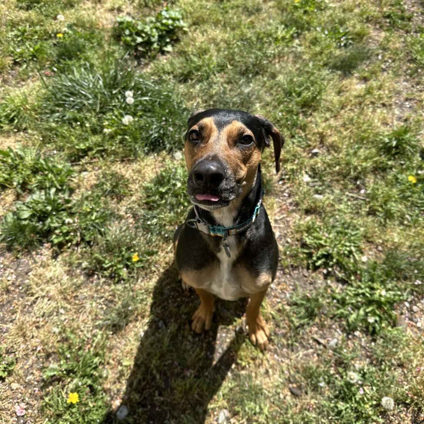 Enlarge Emilio, a Adoptable mixed breed in Vancouver, BC image 3/5