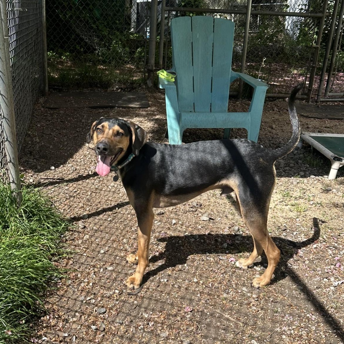 Enlarge Emilio, a Adoptable mixed breed in Vancouver, BC image 4/5