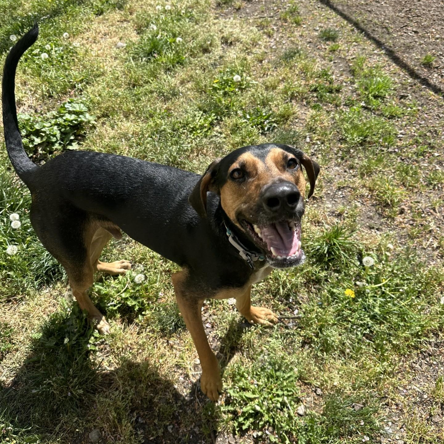 Enlarge Emilio, a Adoptable mixed breed in Vancouver, BC image 1/5