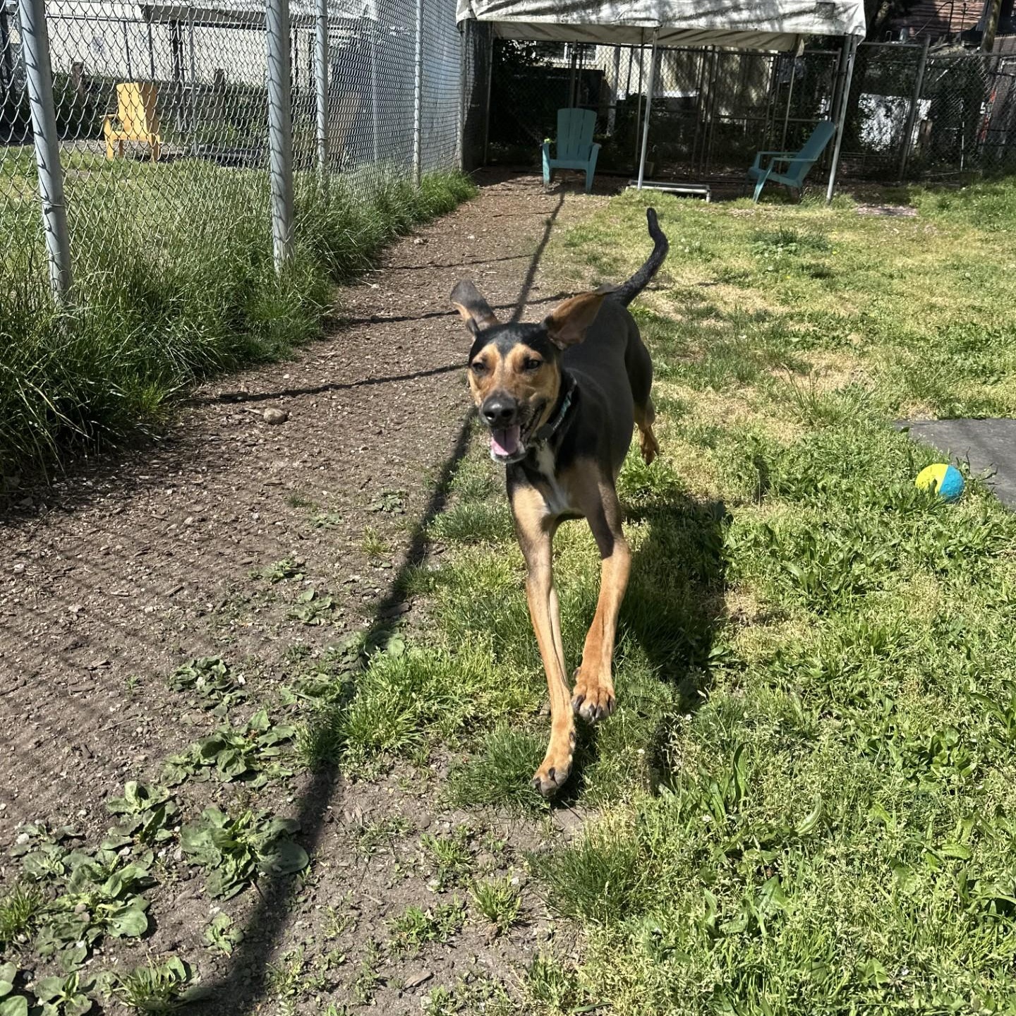 Enlarge Emilio, a Adoptable mixed breed in Vancouver, BC image 5/5