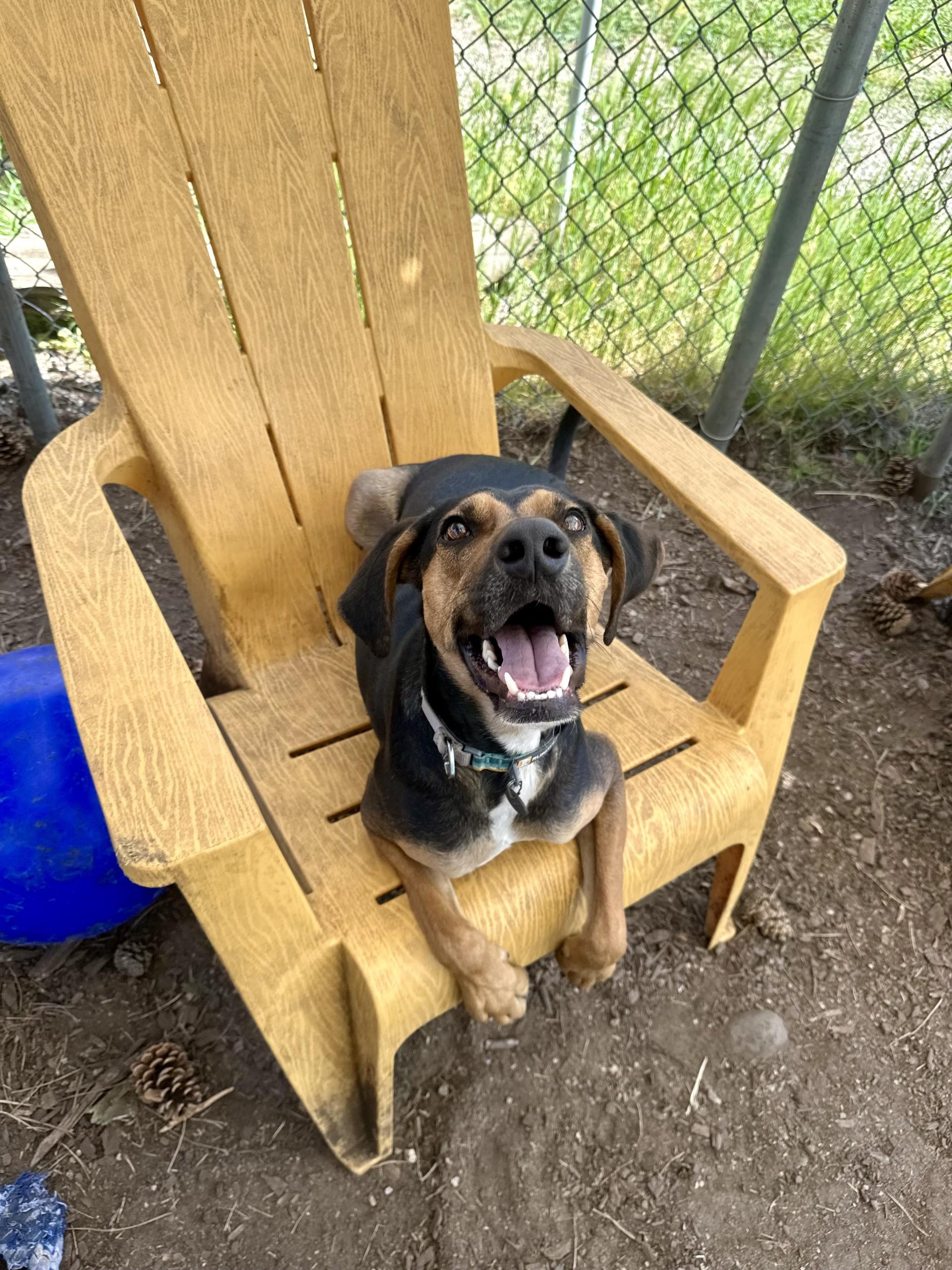 Emilio, a Adoptable mixed breed in Vancouver, BC image 3/6