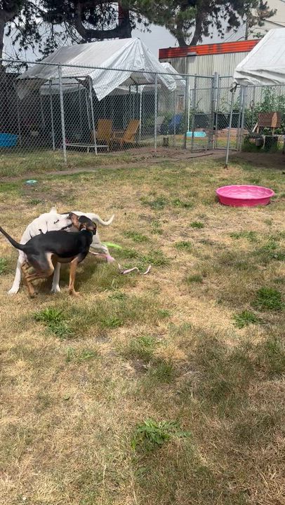 Enlarge Emilio, a Adoptable mixed breed in Vancouver, BC video 6/6