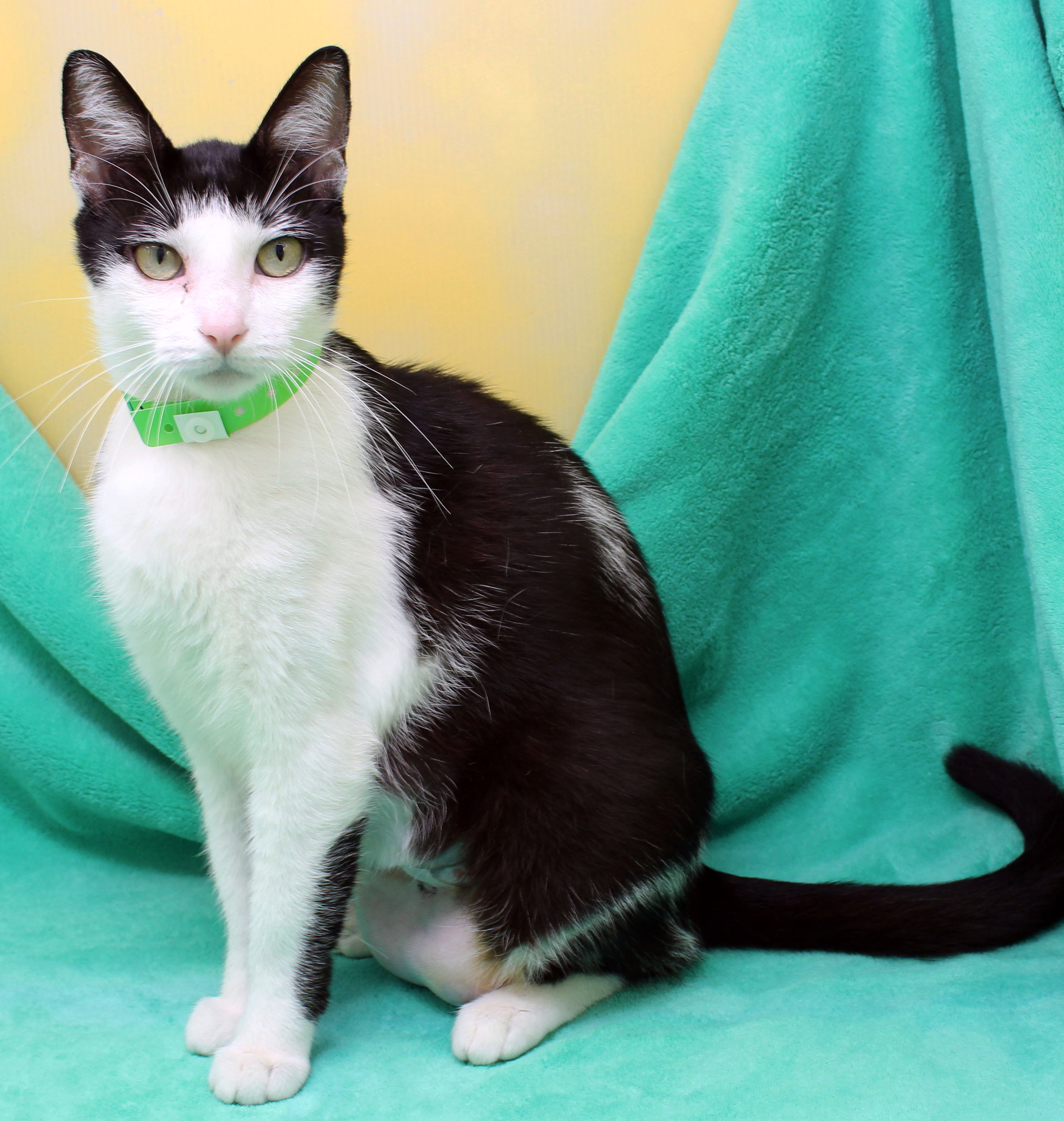 Enlarge Maddy, a Adoptable Domestic Short Hair in Tierra Verde, FL image 1/6