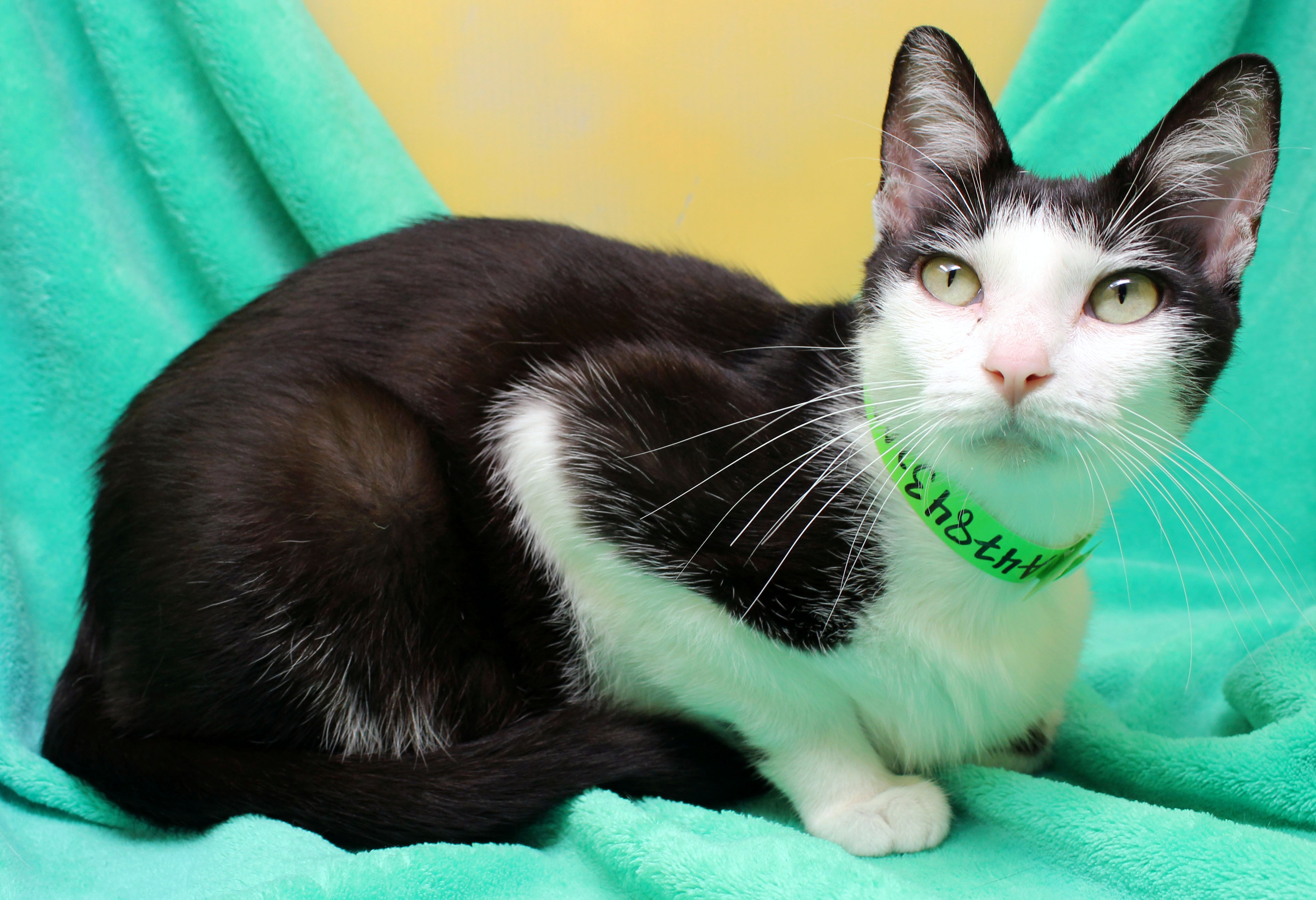 Enlarge Maddy, a Adoptable Domestic Short Hair in Tierra Verde, FL image 2/6