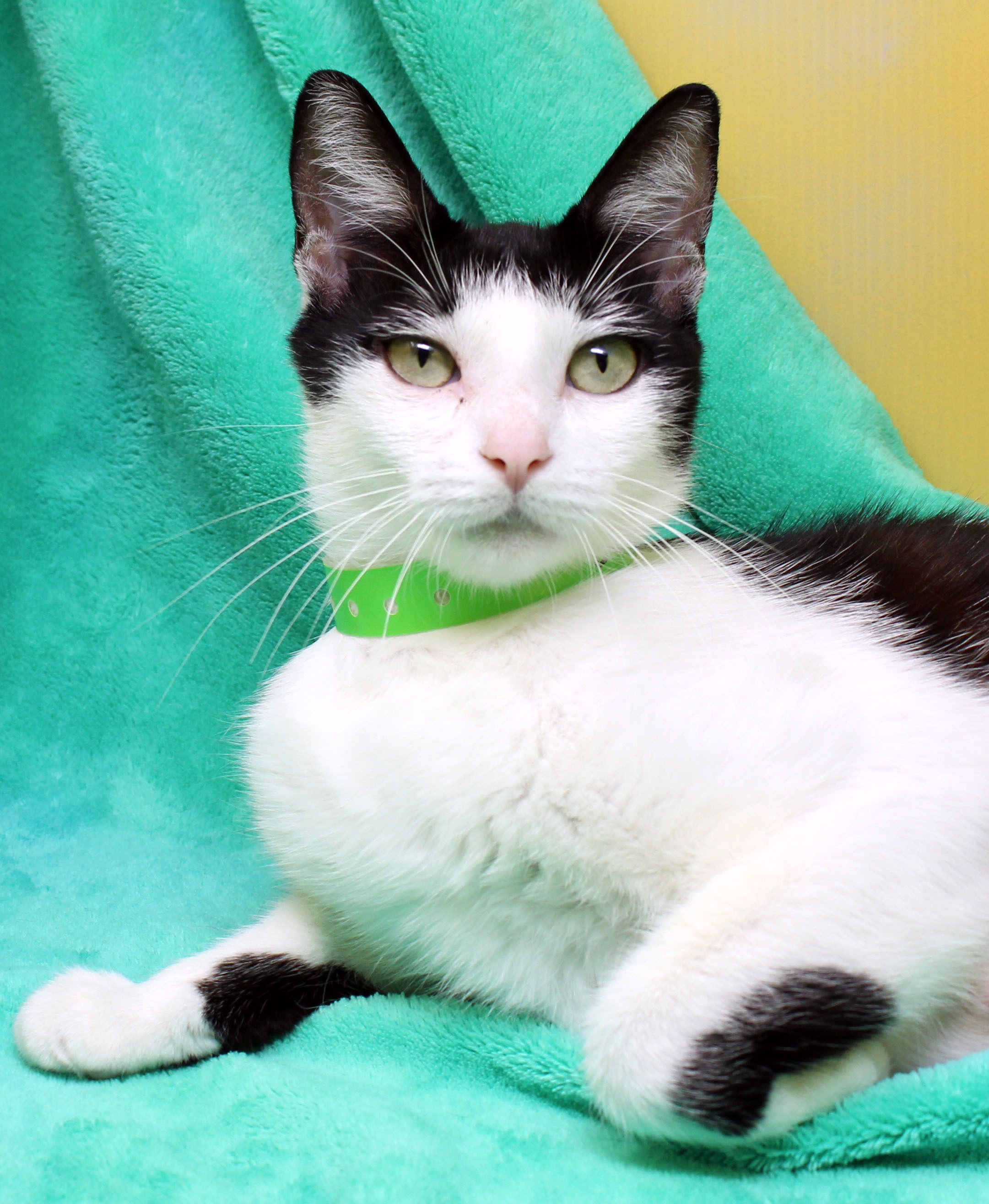 Enlarge Maddy, a Adoptable Domestic Short Hair in Tierra Verde, FL image 3/6