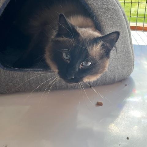 Enlarge Simba, a ADOPTABLE Balinese in Spencer, MA image 1/1