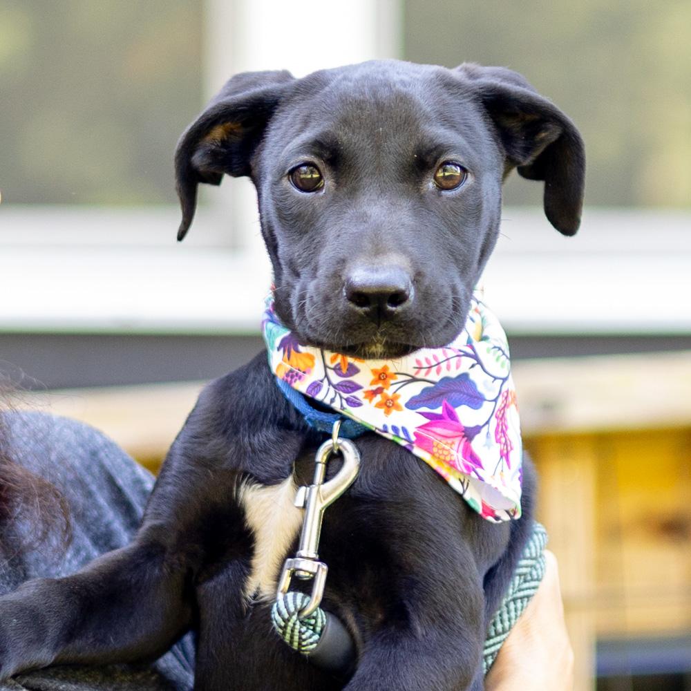 Raven (Female)   Avail  9/20