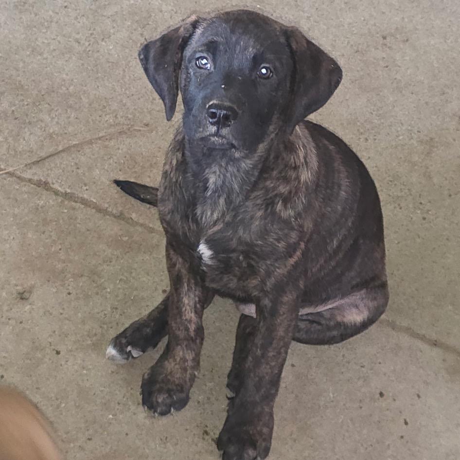 Enlarge Rip, a Adoptable mixed breed in Mooresville, IN image 1/4