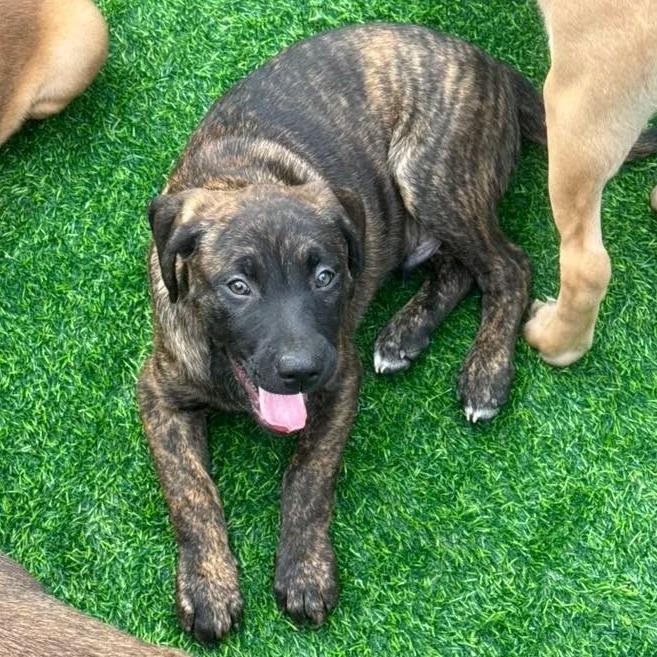 Enlarge Rip, a Adoptable mixed breed in Mooresville, IN image 2/4