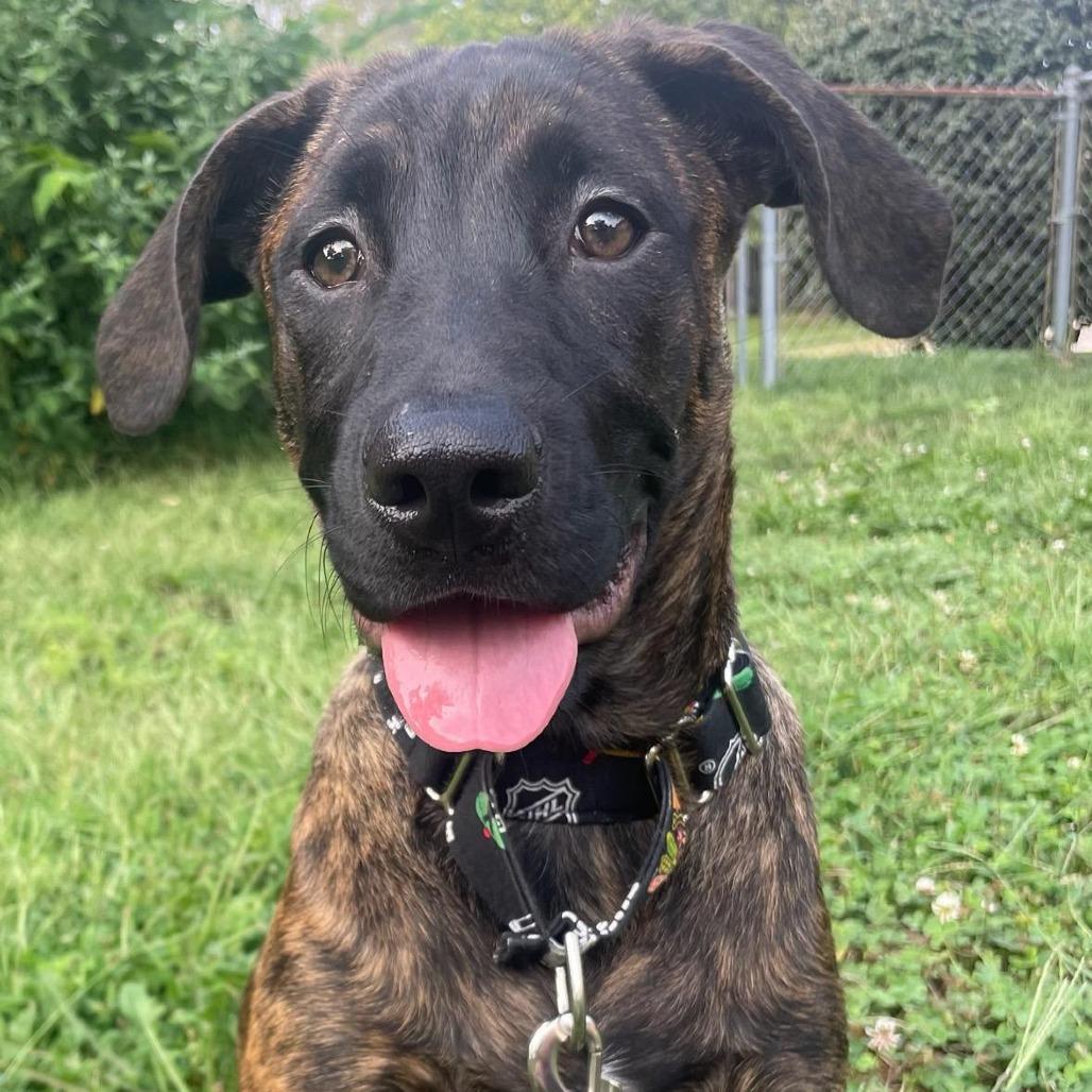 Enlarge Rip, a Adoptable mixed breed in Mooresville, IN image 3/4