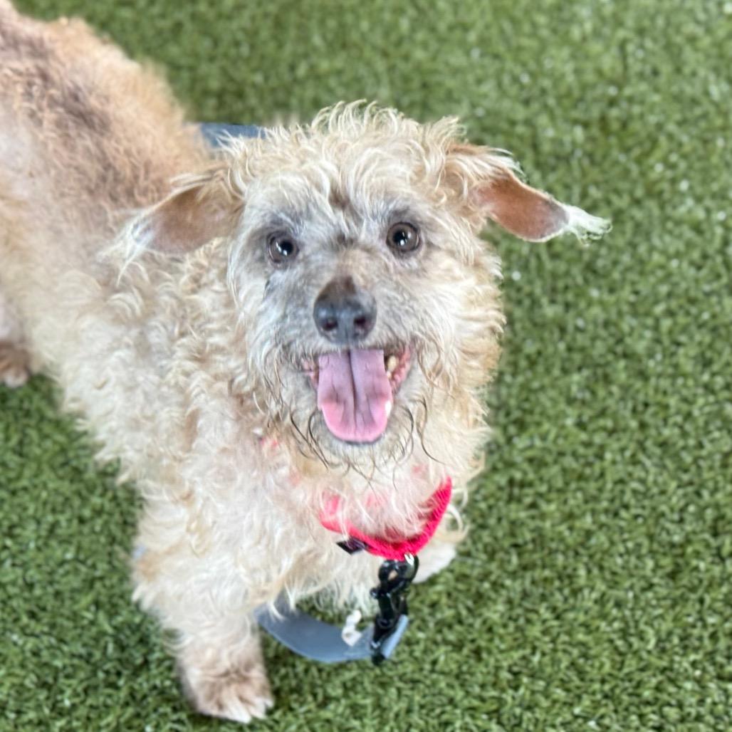 Enlarge Shaggy, a Adoptable mixed breed in West Palm Beach, FL image 1/3