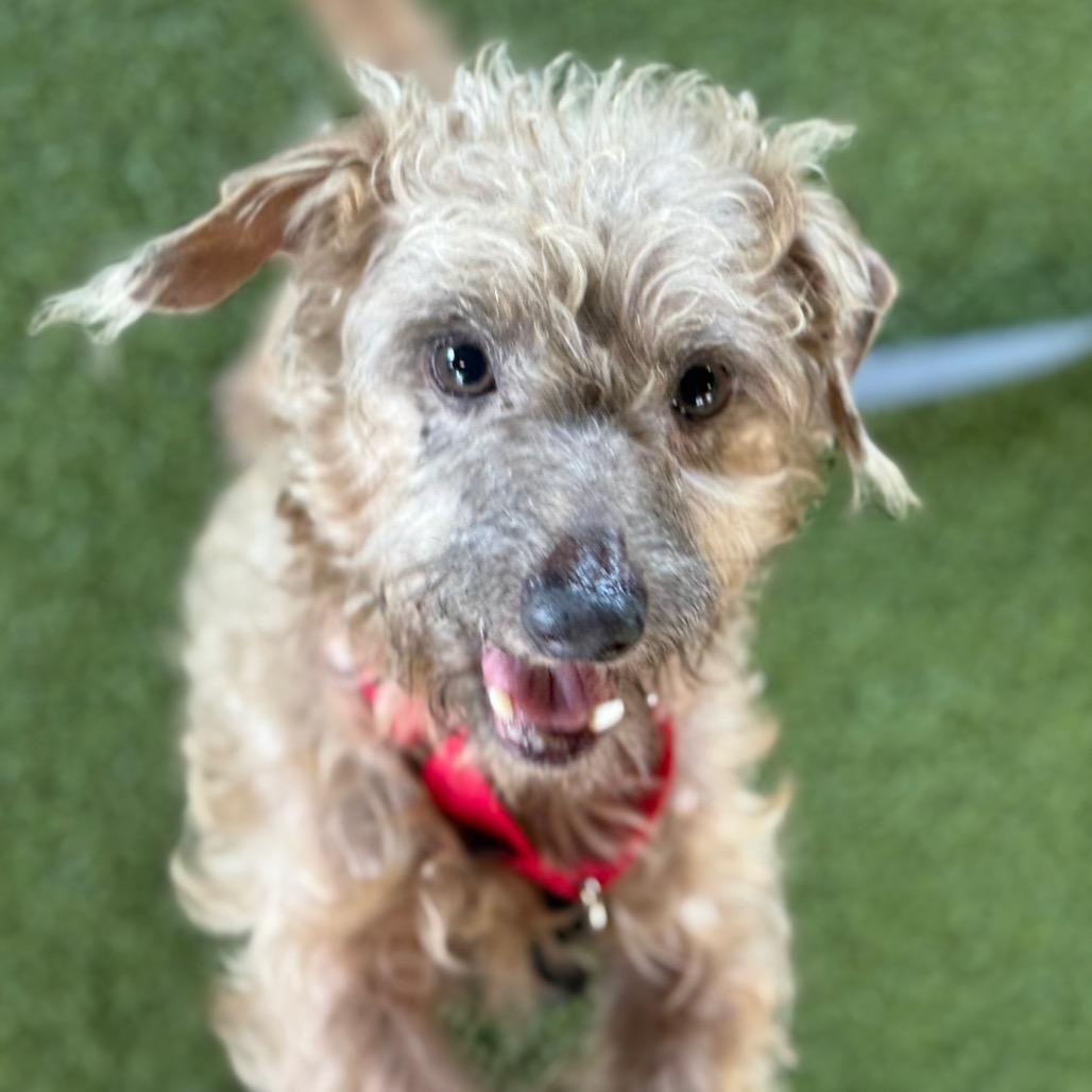 Enlarge Shaggy, a Adoptable mixed breed in West Palm Beach, FL image 2/3