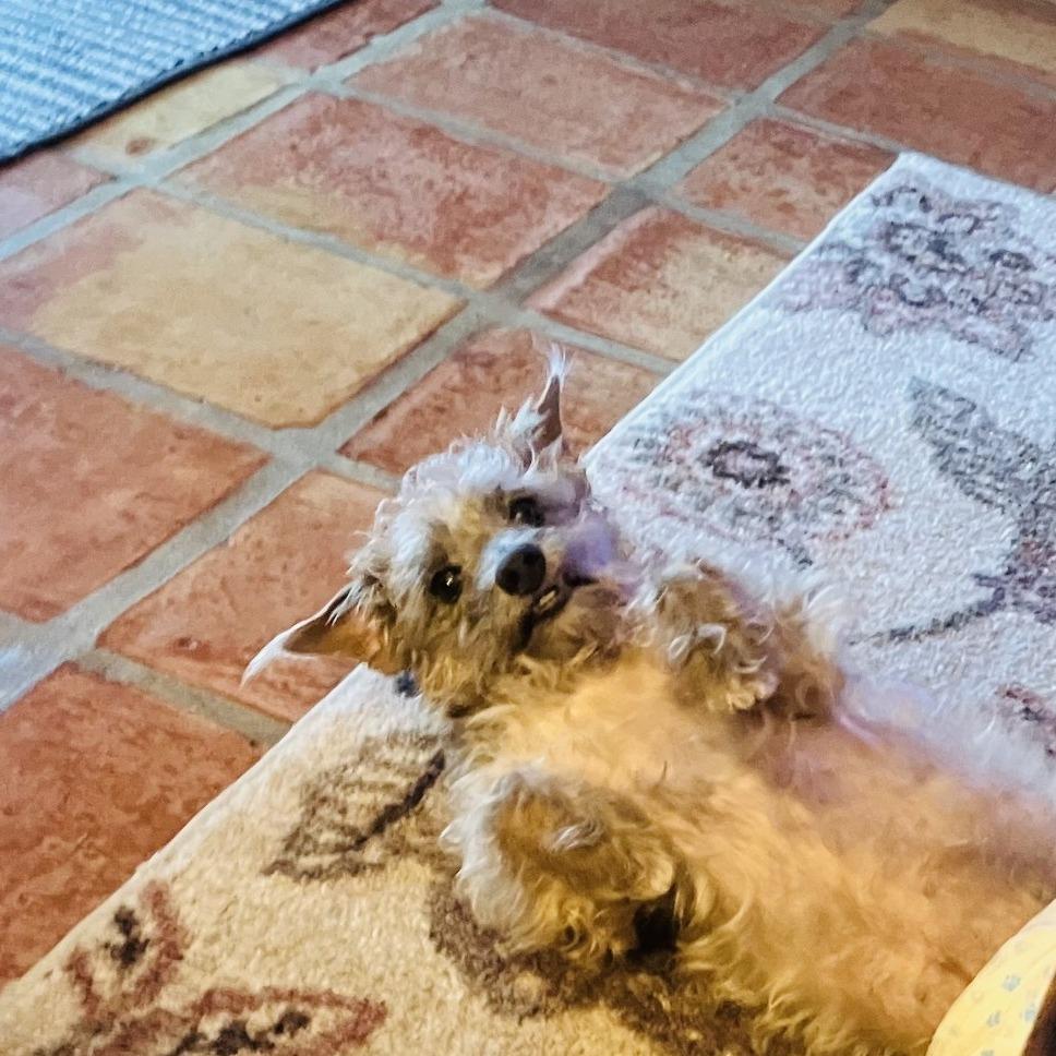 Enlarge Shaggy, a Adoptable mixed breed in West Palm Beach, FL image 3/3