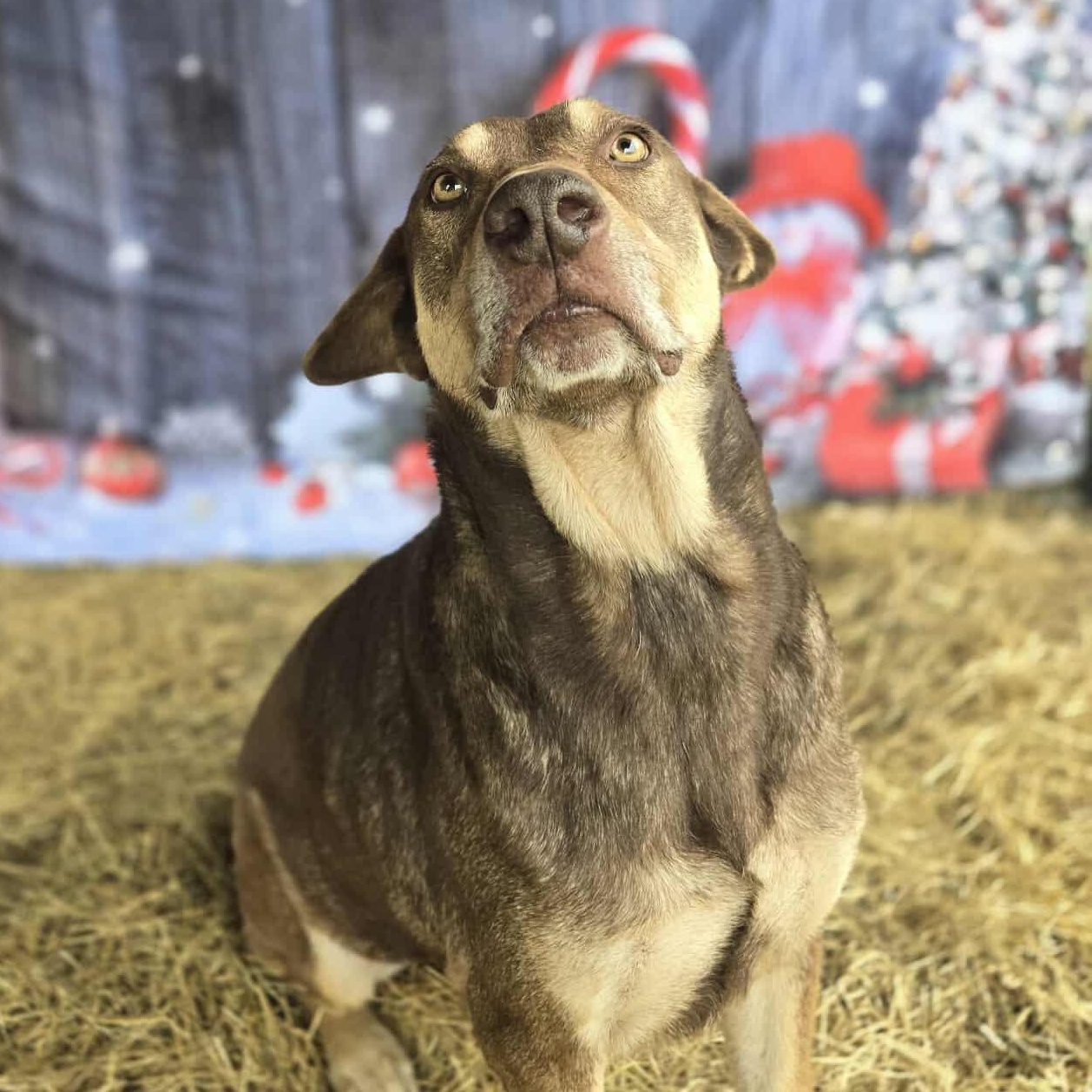 Beckett — thumbnail 3