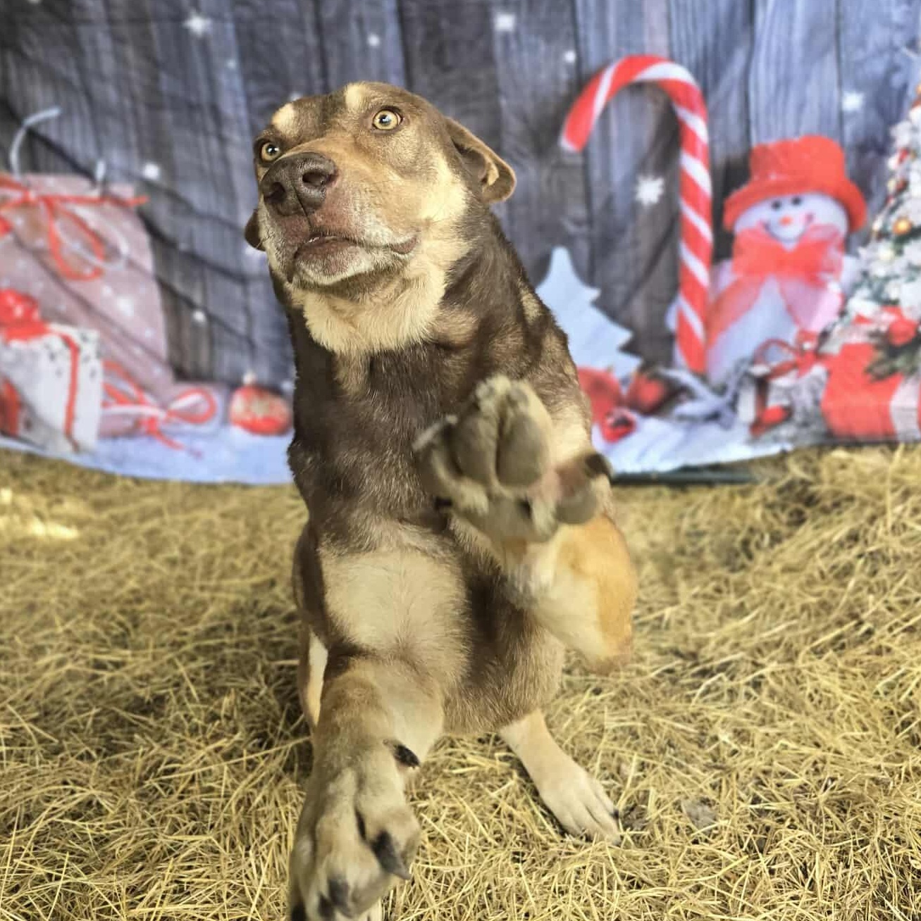 Beckett — thumbnail 6