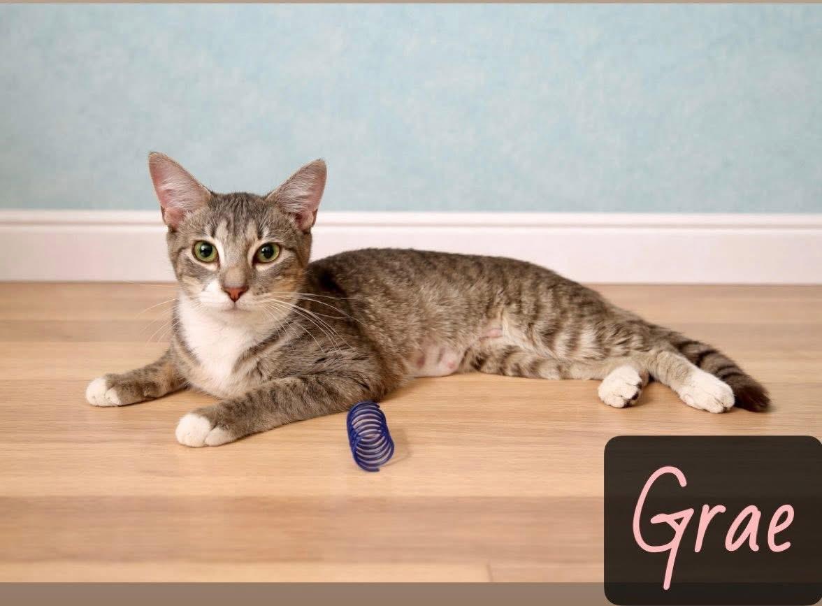 Grae, ADOPTABLE, Young Female Domestic Short Hair.
