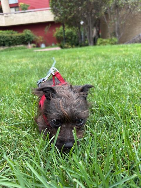 Enlarge Fergie (courtesty post), an adopted mixed breed in Los Angeles, CA image 2/5