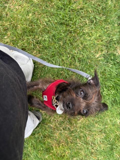 Enlarge Fergie (courtesty post), an adopted mixed breed in Los Angeles, CA image 3/5