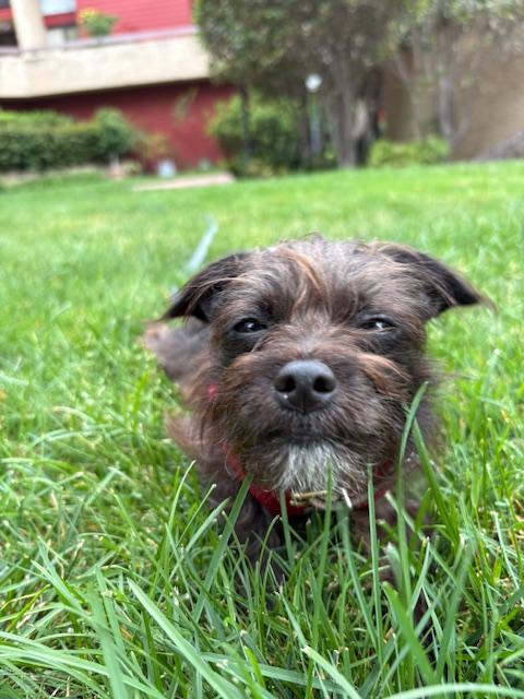 Enlarge Fergie (courtesty post), an adopted mixed breed in Los Angeles, CA image 5/5