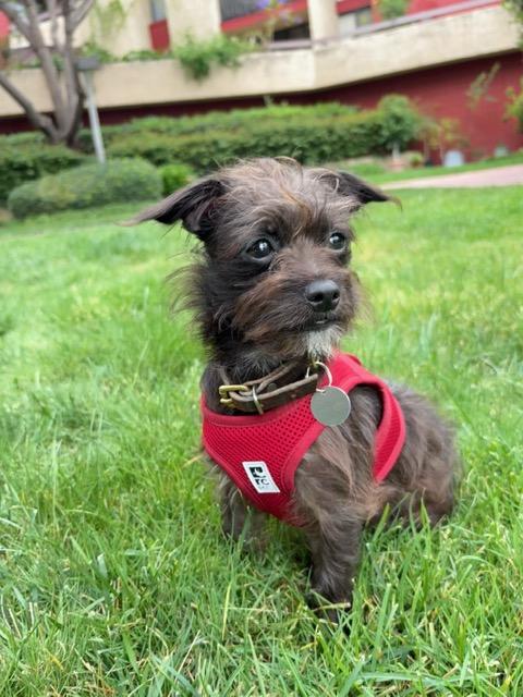 Fergie (courtesty post), adopted, Young Female Poodle (Toy) & Chihuahua.