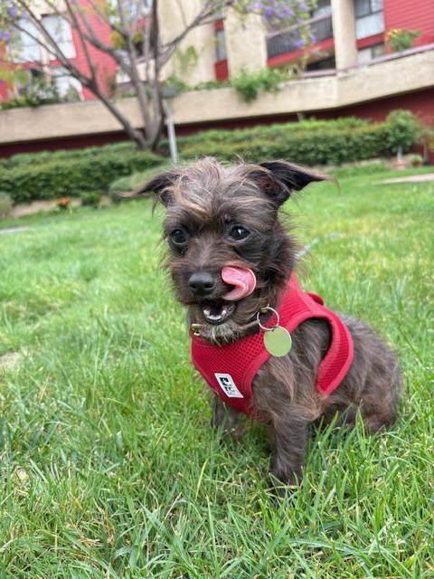 Enlarge Fergie (courtesty post), an adopted mixed breed in Los Angeles, CA image 4/5