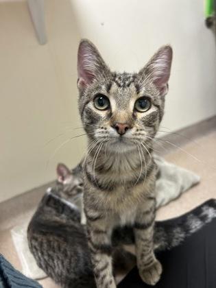 Bonnie - purrrrrrrgirl! So sweet!, adopted, Young Female Tabby.