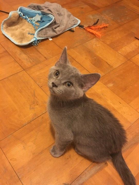 Enlarge Wally, a Adopted Domestic Short Hair in Elkins, WV image 1/1